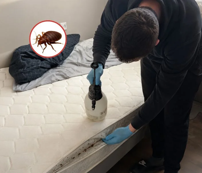 Technicien traitant un matelas contre les punaises de lit à Mareil-sur-Mauldre